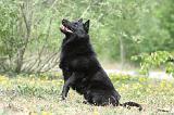 SCHIPPERKE 529